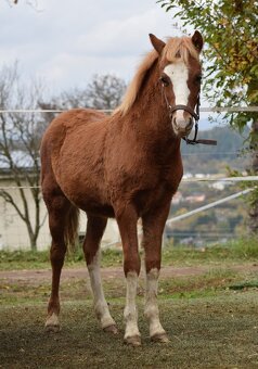Hřebeček Welsh B 2025 Rezervace - 4