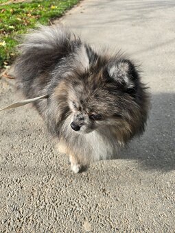 Pomeranian pejsek bez PP - 4