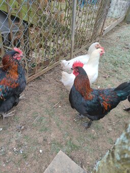 Kohouti dvorkový mix - 4