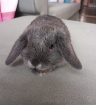 Zakrslý beránek králíček - 4