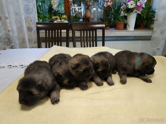 Vlčí špic / Keeshond - 4