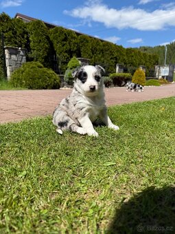 Border kolie - 4
