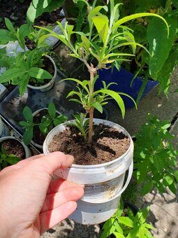 Motýlí keř bílý 20cm - 4