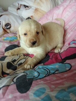 Čistokrevná štěňátka Labradora - 4