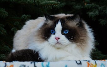 Nádherný kocour Ragdoll s PP - 4