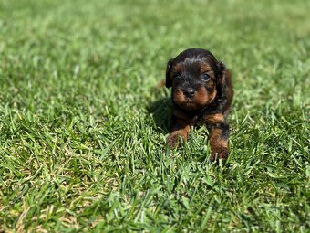 Cockapoo, maltipoo, cavapoo, pudel - 4