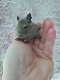 Osmáci degu - 4