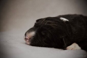 Border Collie s PP / Border Kolie s PP - 4