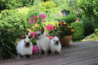 Zakrslý králík siamský žlutý s rodokmenem - 4