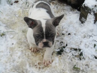 Francouzský buldoček bez PP - 4