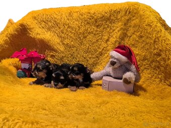 Jorkšírský teriér biewer bez pp - 4