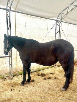 Kladrubsky vranik - kobyla - 4