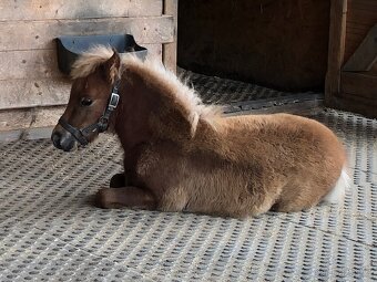 Americký miniaturní kůň - 4