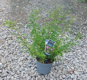 Kaliandra surinamská (Calliandra surinamensis) 'Dixie Pink' - 4