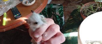 Darování osmáků degu do dobrých rukou - 4