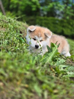 Štěňátka Akita Inu - 4