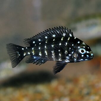 Tropheus Duboisi Maswa - 4