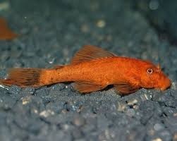 Ancistrus SP , Super red , LDA 16 a L 144 - 4