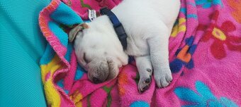 Štěňata labradora - 4