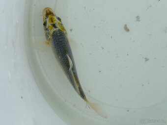 Koi kapr - 4
