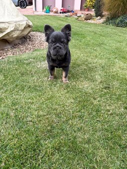 Francouzsky buldoček fluffy big rope fenky - 4