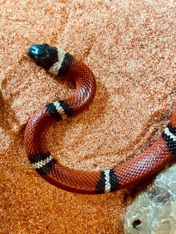 Užovka korálová - Korálovka sedlatá Lampropeltis triangulum - 4