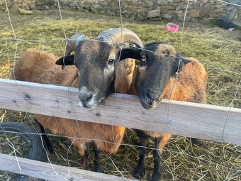 Kamerunské ovce - 4