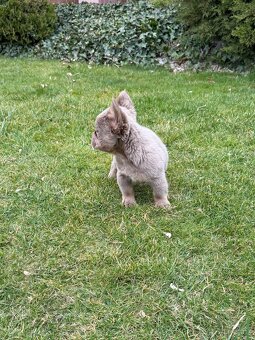 Francouzsky buldoček fluffy psy - 4