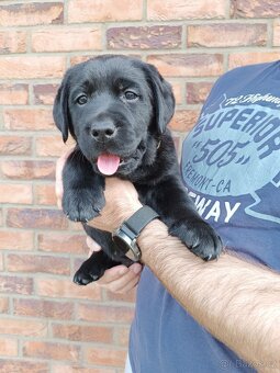 Labrador s PP - 4