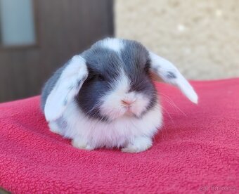 Zakrslý beránek, králíček, králík - ELIAH - 4