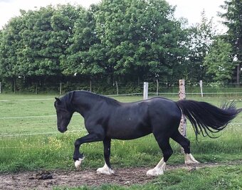 Welsh cob - připouštění - 4