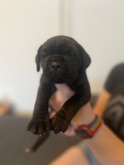 Štěně cane corso - 4