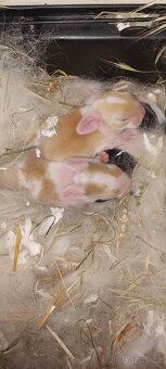 🐰 Zakrslý beránek – mláďata k rezervaci - 4