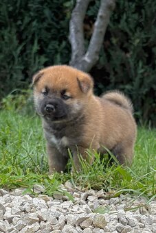 Shiba inu s PP - 4