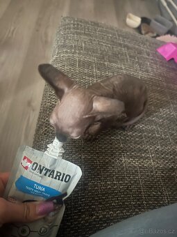 Sphynx - 4