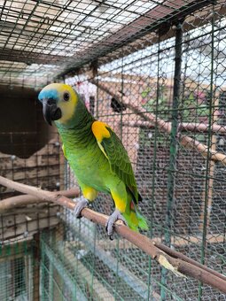 Aratinga sluneční samice 4500kc - 4