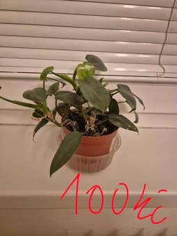 pokojové květiny- Brno sever - 4