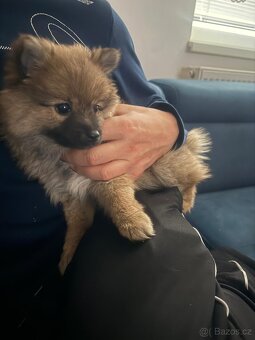 Německý špic -pomerian - 4