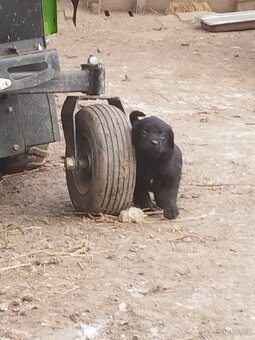 Fenka rotvajlera - 4
