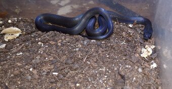 Uzovka domaci BLACK - Boaedon fulinginosus BLACK - 4