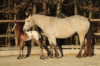 Appaloosa bay blanket colt Atlas - 4