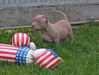 American bully pocket - 4