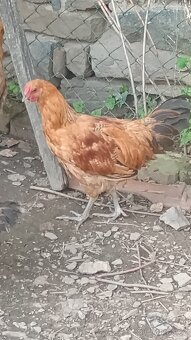 Šumavanka (kohout) - 4
