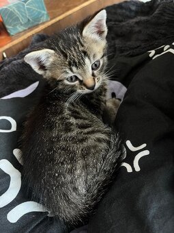 K adopci kočka, kotě - 4