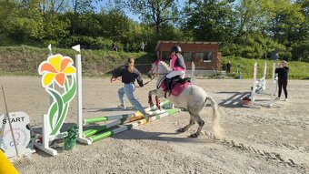 Pony valach - 4