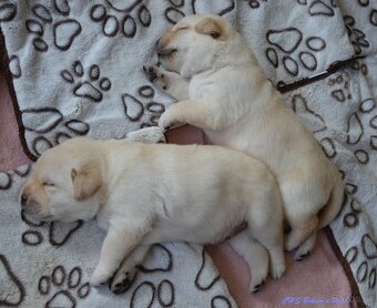 Žlutá štěňátka labrador retrievera s PP - chlapečci - 4