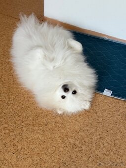 Německý trpasličí špic (Pomeranian) - 4