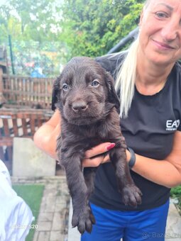 Flat coated retriever - 4