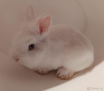 Zakrslý králíček bez PP sameček Billie - 4