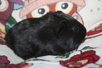 Morče , morčata z chs - 4